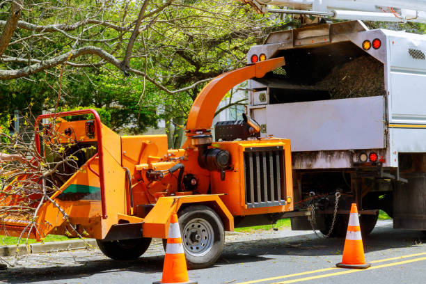 Best Emergency Tree Removal  in Port Norris, NJ